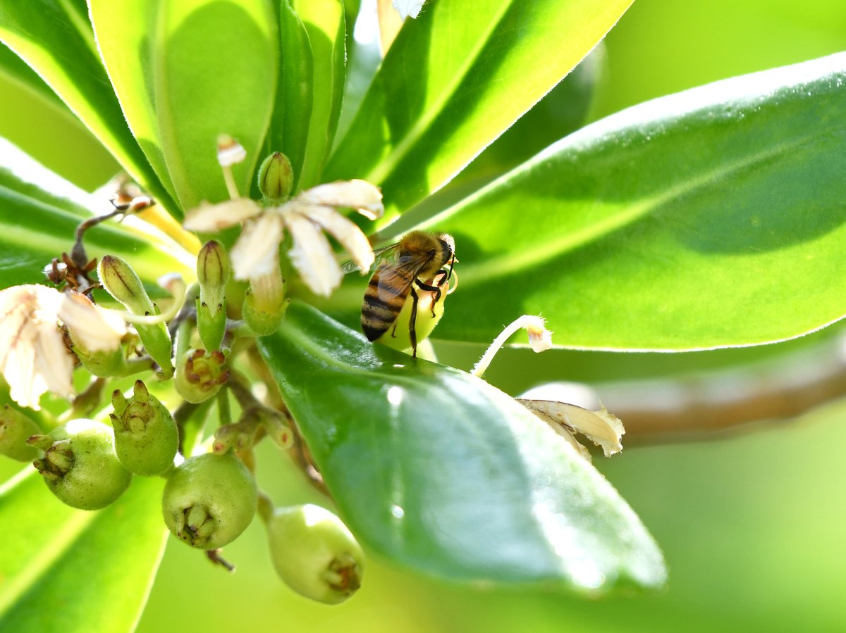 #65:
          Honeybee, Okinawa.
          f/ at mm - Shutter Speed: - ISO: